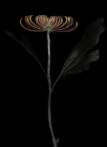 HERO Plant