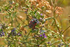 BIODIVERSITY