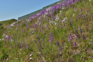 PROJECTS_PUBLIC BIODIVERSITY_ Sound Barrier, The Campus area, Vellinge