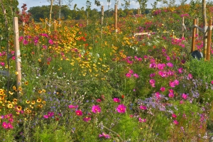 PROJECTS_PUBLIC PARC BIODIVERSITY_Norra Ormesta