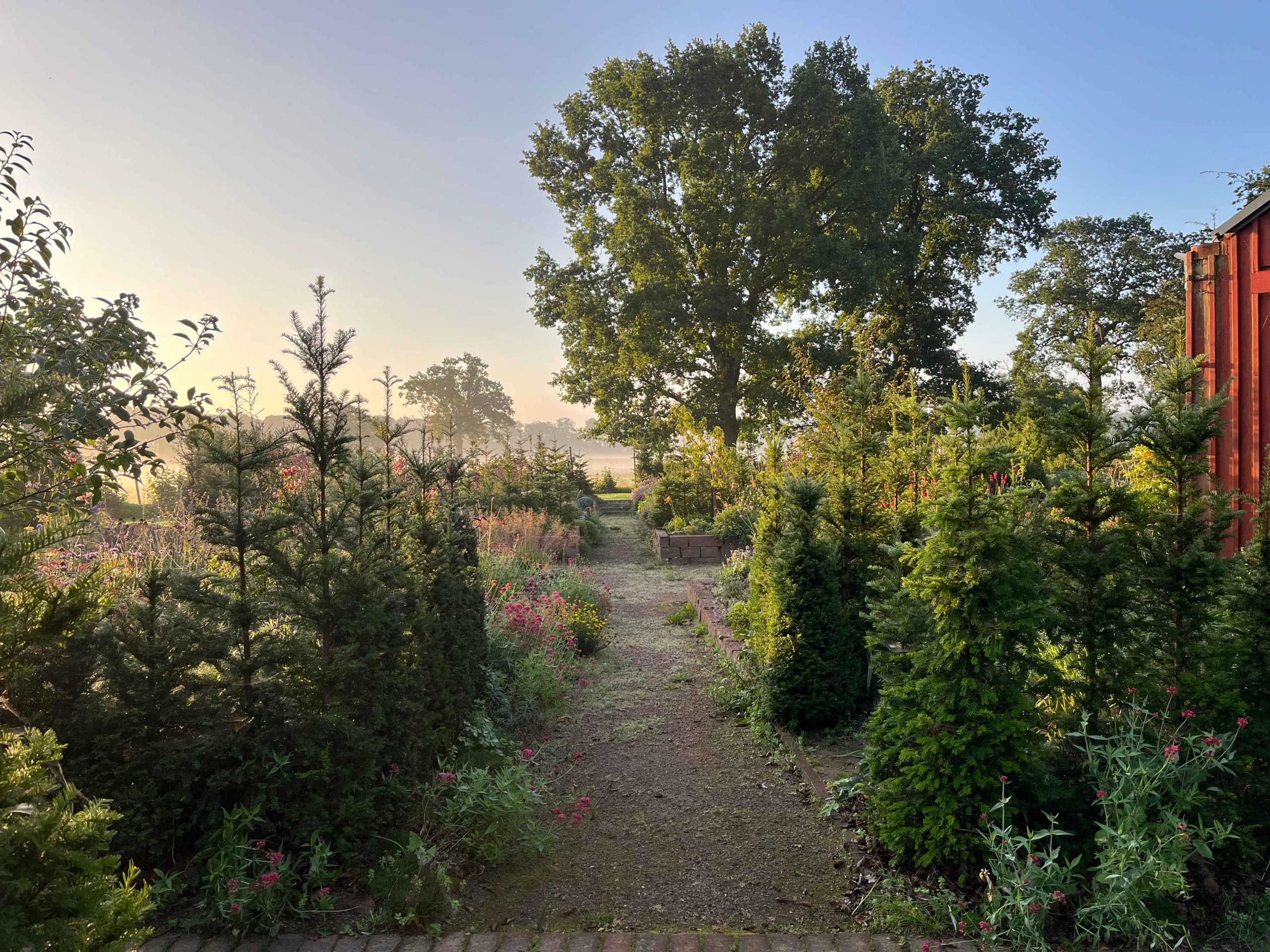 Julias del av trädgården