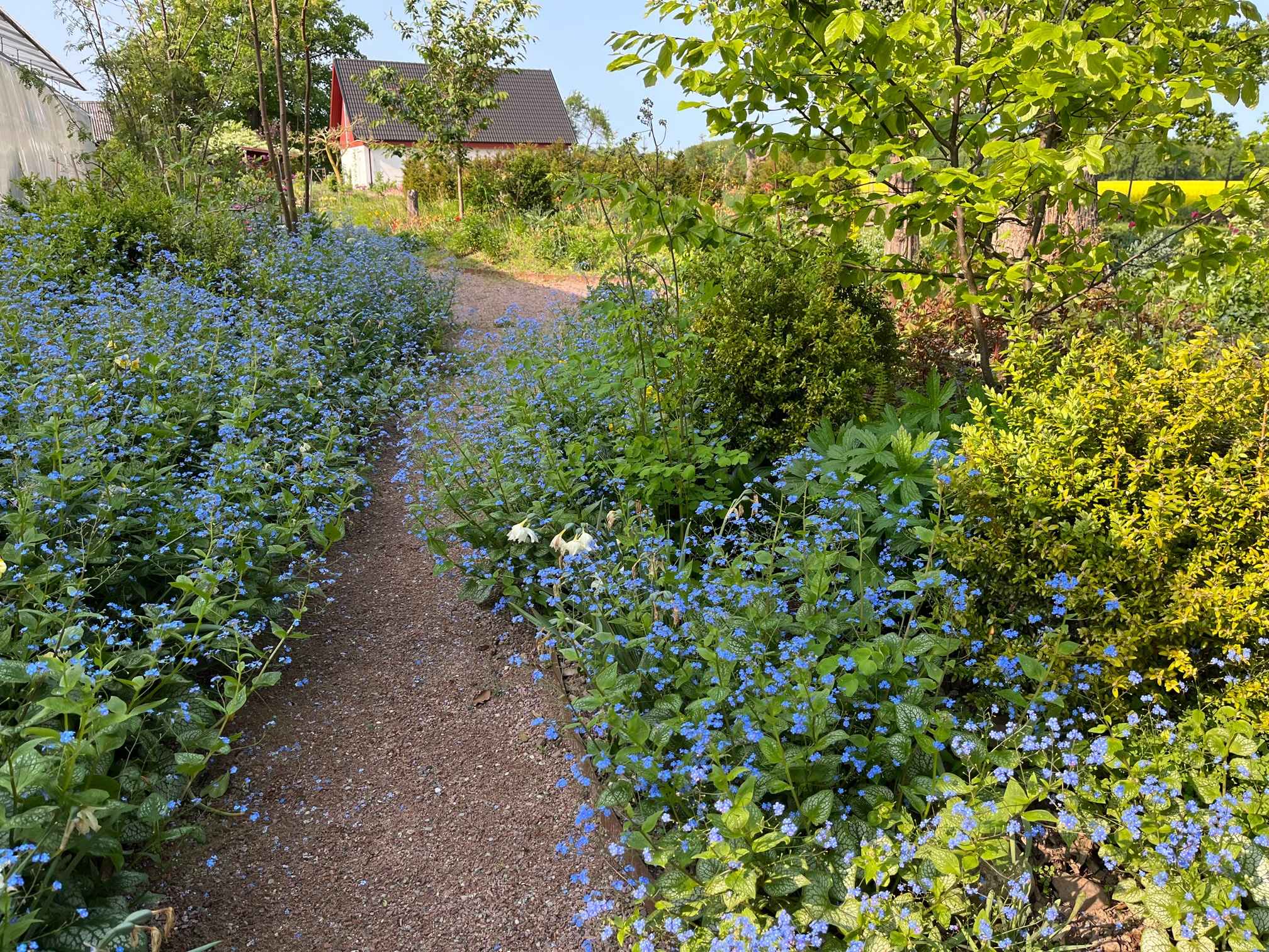 Julias del av trädgården