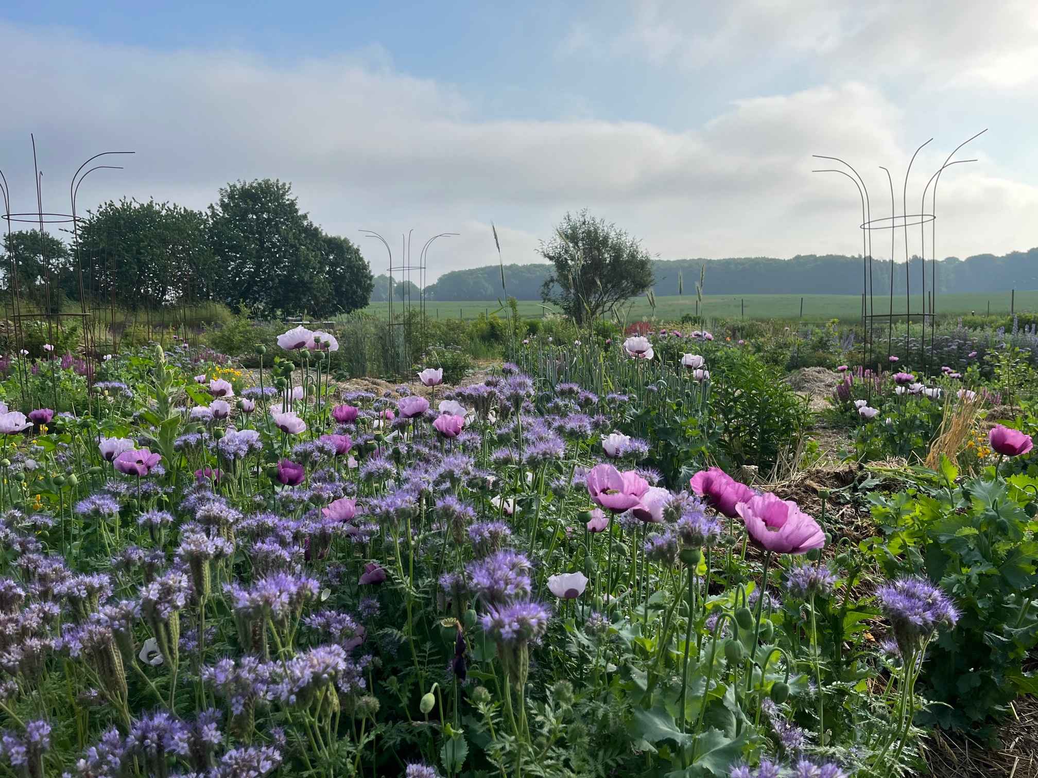 OUR GARDEN Kitchen garden (1) 