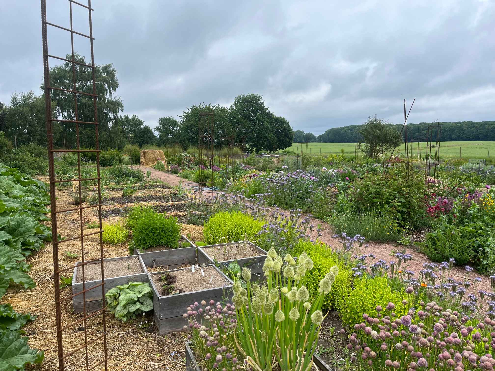 OUR GARDEN Kitchen garden (2) 