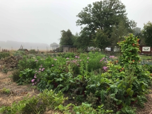OUR GARDEN Kitchen garden