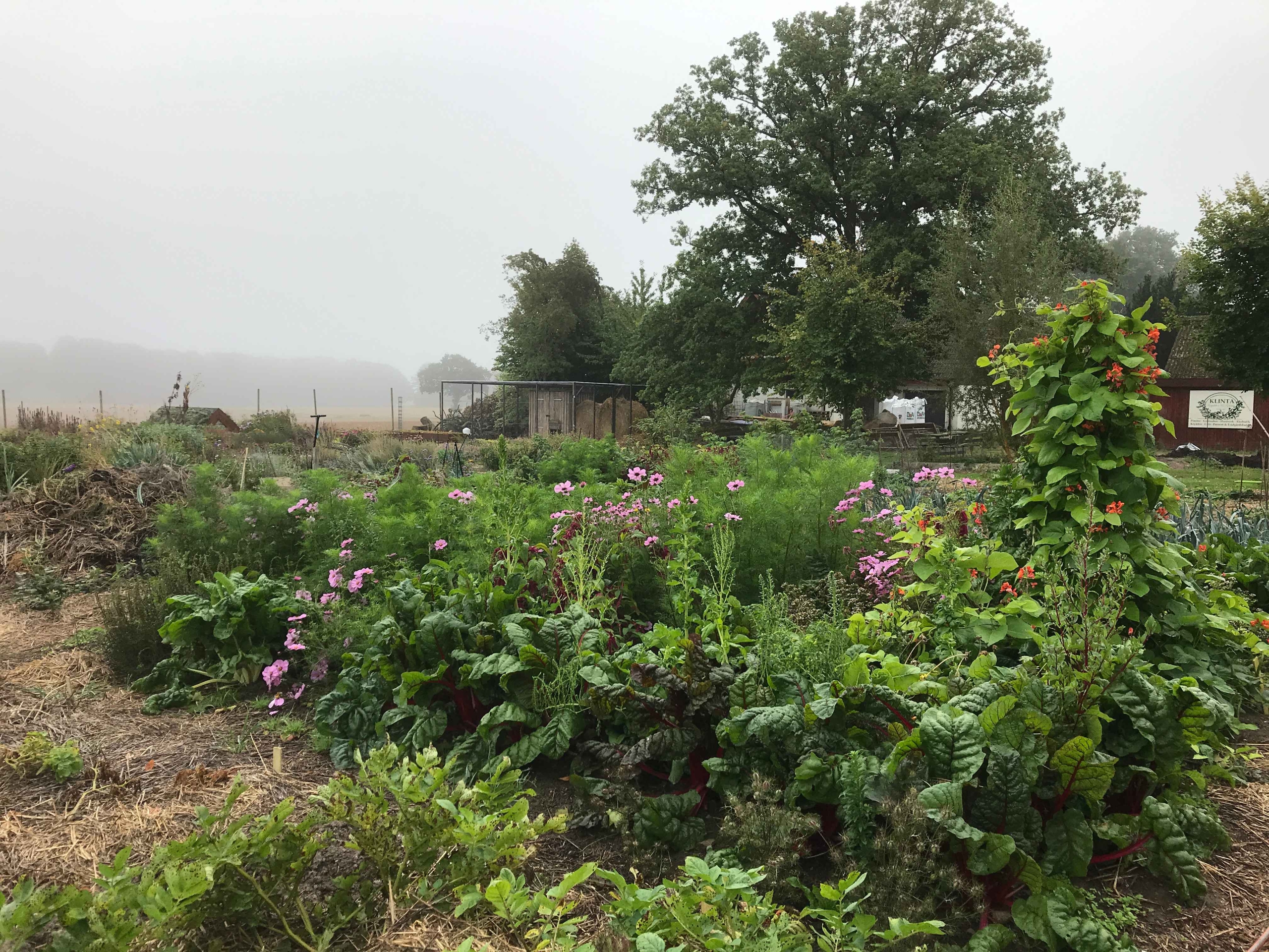 OUR GARDEN Kitchen garden 